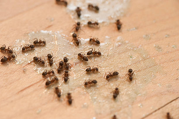 Best Insect Control  in Beloit, KS
